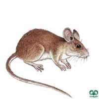 گونه موش صحرایی شیرازی Steppe Field Mouse  